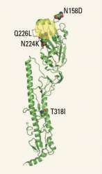 Три мутации близ центра связывания (показан жёлтым цветом) гемагглютинина, поверхностного белка вируса гриппа, и одна на его &quot;ножке&quot; увеличивают заразность патогена.Иллюстрация H.-L. Yen, J. S. M. Peiros, Nature, Adavanced Online Edition