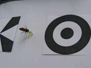 Пчела выбирает контейнер с сиропом, расположенный в определённой комбинации рисунков. (Фото авторов исследования.)