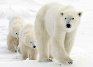 Белые медведи. Фото: http://www.tepid.ru/