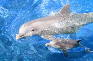 Дельфины. Фото: ЮГА.ру