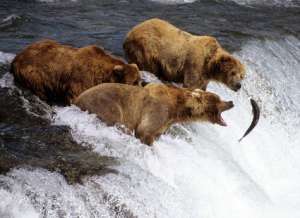 Медведи ловят рыбу. Фото: http://www.bearworld.ru