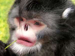 Чихающая бирманская обезьяна. Фото: species.asu.edu