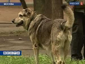 В Москве и области бешеные животные стали чаще нападать на людей. Фото: Вести.Ru