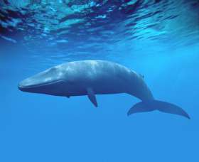 Способность ловить добычу во всей толще воды помогла синим китам стать крупнейшими животными на Земле. (Фото Denis Scott.)