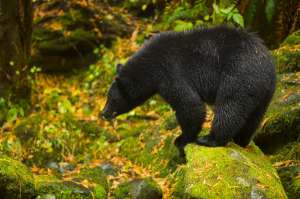 Американский медведь барибал знает арифметику не хуже приматов. (Фото Momatiuk – Eastcott.)
