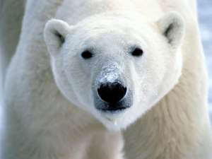 Белый медведь. Фото: http://fotopets.ru