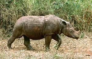 Суматранский носорог. Фото: http://www.floranimal.ru