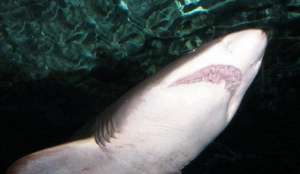 Ученые: самые опасные акулы обитали в Приморье с древности. Фото: http://ruvr.ru