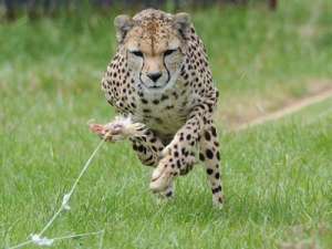 Раскрыт секрет феноменальной скорости гепардов. Фото: Вести.Ru