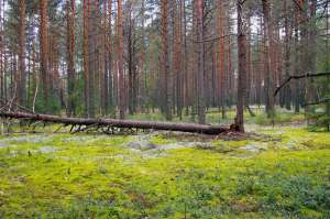 Государственный природный заповедник &quot;Кологривский лес&quot;. Фото: http://www.volgatravel.ru