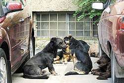 Собак будут ловить, стерилизовать и помещать в питомники. Фото: http://www.newizv.ru