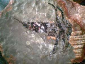 Останки древнейшего ракоскорпиона обнаружены на руднике в Белоруссии. Фото: TUT.BY