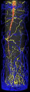 Это полученное при помощи трехмерного магнитно-резонансного томографа изображение корней сахарной свеклы, растущей в цилиндрическом горшке, через 44 дня после посева. Помеченные синим корни выросли во внешней половине горшка, желтые – во внутренней, корнеплод помечен красным. (Автор: Йонас Бюлер)
