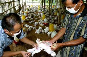 В Китае зафиксирована вспышка птичьего гриппа. Фото: http://finam.info