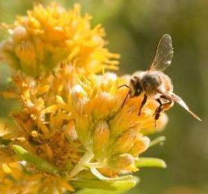 Старые пчелы собирают нектар и пыльцу. Обычно они приступают к этой обязанности в возрасте 3-4 недель, и после этого быстро стареют. Большая часть пчел, занятых поиском пищи умирает через 10 дней. (автор: Кристофер Бенг)