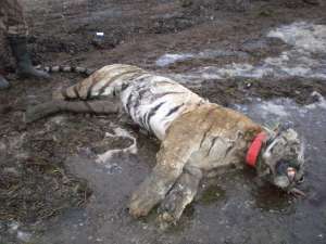 Труп амурского тигра. Фото: http://newsline25.ru