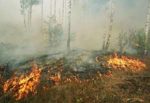 Лесной пожар. Фото: http://pravdaurfo.org