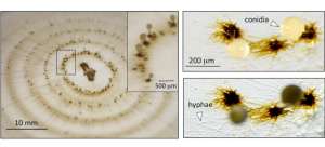 Сумчатые грибы (Ascomycota, один из крупнейших классов грибов). Фото: http://sciencedaily.com