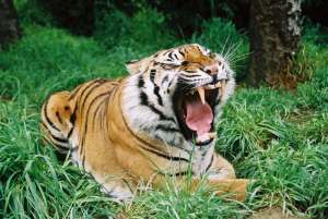 Суматранский тигр. Фото: http://www.wellingtonzoo.com