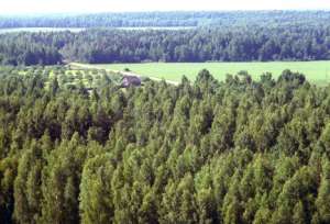 Защитные леса. Фото: http://pressria.ru