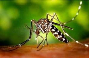 Тигровый комар. Фото: http://feo.ua