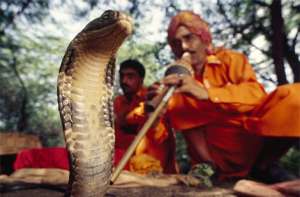 Заклинатели змей в Индии. Фото: http://www.segodnya.ua