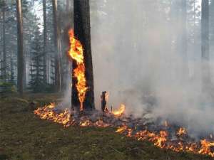 Природный пожар. Фото: http://forpost.tv