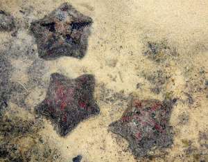 Морские звёзды рода Cryptasterina (фото Kok Sheng).