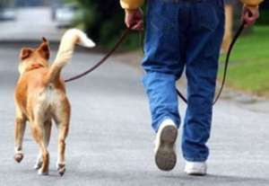 На Украине могут ввести налог для владельцев собак. Фото: http://kievstreet.net/