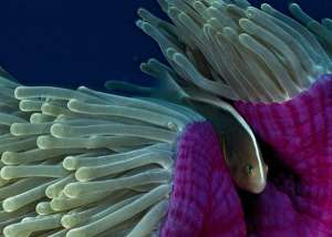 Щупальца актинии и рыбка-клоун (фото David Doubilet).