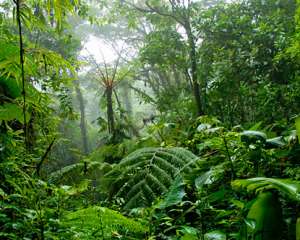 Тропические леса. Фото: http://www.cucurucho.ru