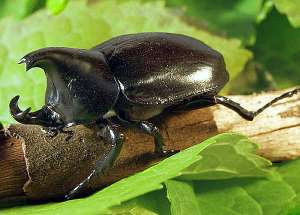 Japanese rhinoceros beetles, Allomyrina dichotoma. Фото: http://blogspot.com