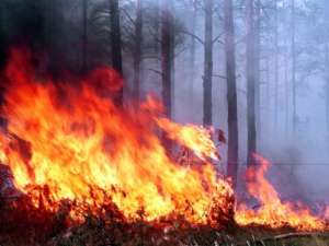 Лесные пожары в Сибири. Фото: http://izvestiaur.ru