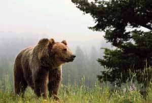 Бурый медведь. Фото: http://www.ziganshin.ru