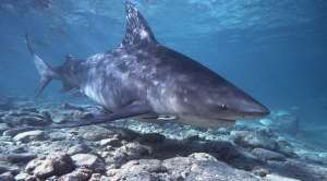 Тупорылая акула. Фото: http://tubaroes.com.sapo.pt