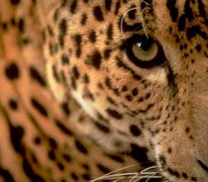 Леопардов выпустят в дикую природу в Кавказском заповеднике. Фото: ЮГА.ру