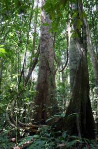 Деревья семейства диптерокарповых в заповедном лесу в Пасохе (Малайзия). Данные по этому лесу использованы в обсуждаемой работе. Фотография Криса Виллса (Chris Wills) с сайта ucsdnews.ucsd.edu