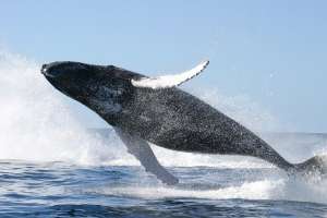 Гренландский кит. Фото: exotema.ru