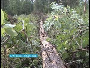 В Башкортостане жуки-короеды уничтожают гектары леса. Фото: Вести.Ru