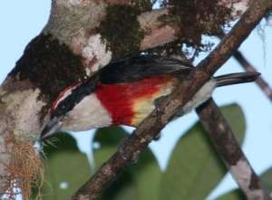 Птица сapito fitzpatricki была обнаружена в труднодоступных лесах перуанских Анд. (Фото: Cornell University)