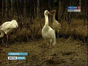 Стерхи Окского биосферного заповедника прибыли на Ямал. Фото: Вести.Ru