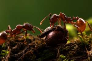 Муравьи тащат семя в муравейник. (Фото Alex Wild.)