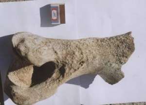 Археологическая экспедиция нашла кости доисторического носорога. Фото: http://pressmen.info