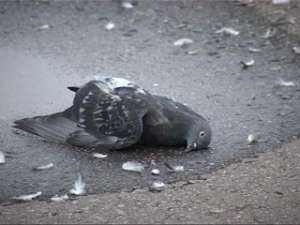 Причиной массовой гибели голубей в Костроме стал крысиный яд. Фото: Вести.Ru