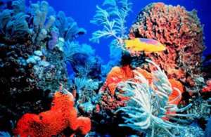 Коралловые рифы. Фото: http://thai-vip.ru