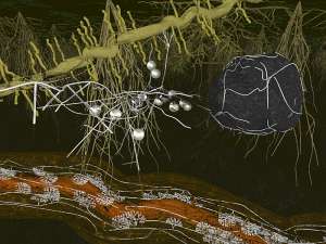 Корни и арбускулярные микоризные грибы (изображение Helmholtz Centre for Environmental Research).