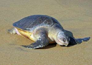 Оливковая черепаха. Фото: http://ecoglobalnews.info