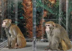 Два 27-летних самца макаки-резус. Слева — из экспериментальной группы, справа — из контрольной. Фото с сайта sciencemag.org