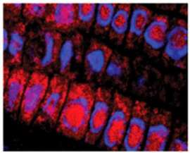 Красным цветом изображён белок EIN2, синим цветом — структуры ядра клетки. Фото с сайта sciencedaily.com