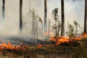 Лесной пожар. Фото: http://luisfontes.com